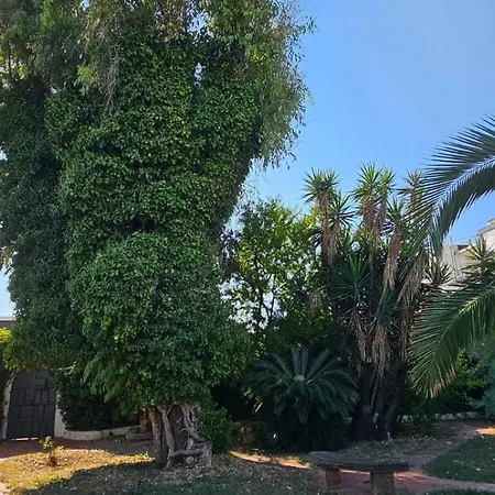 L'eucalipto Nyaraló